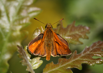 Rostfarbiger Dickkopffalter (Ochlodes sylvanus) - © Emanuel Trummer